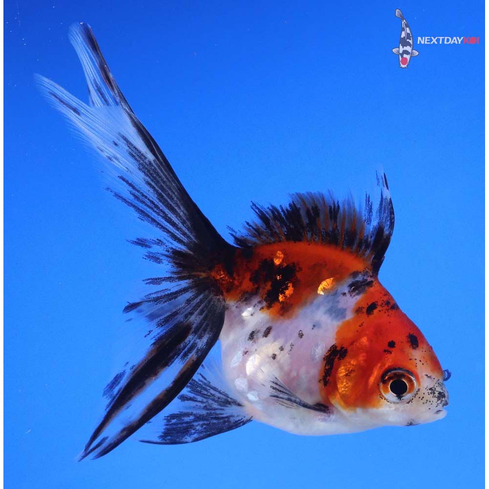 4” Imported Calico Ryukin