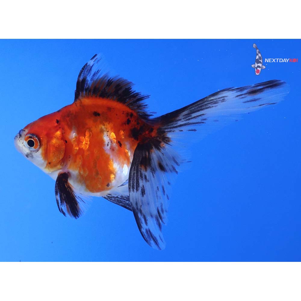 4” Imported Calico Ryukin