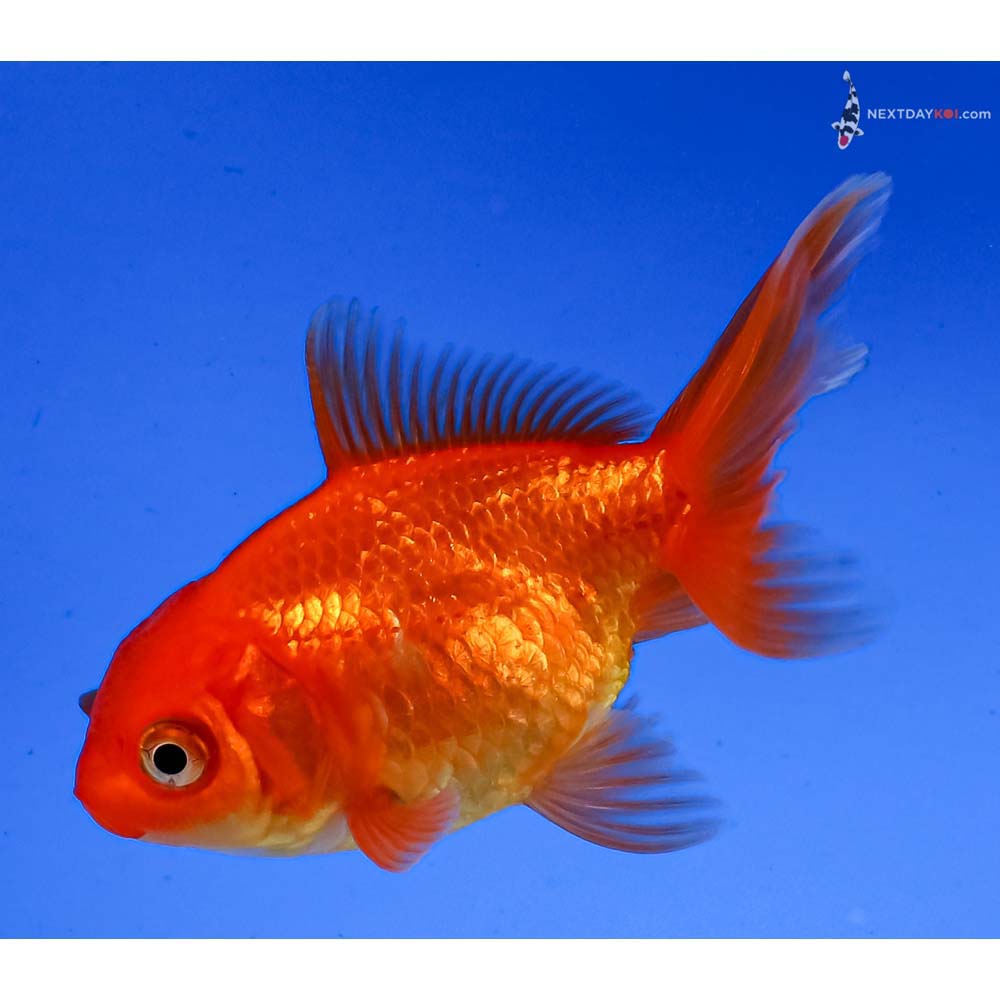 3” Imported Red Oranda