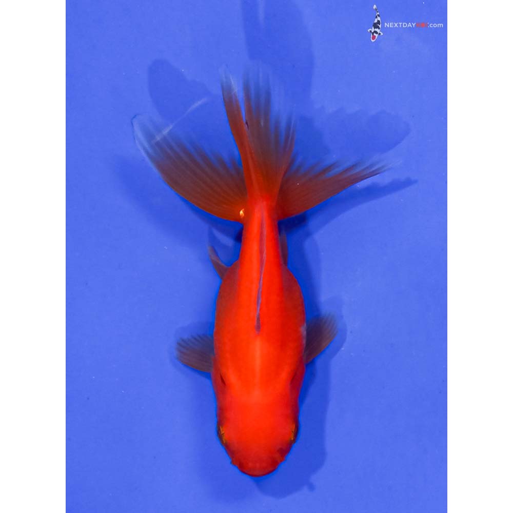 3” Imported Red Oranda