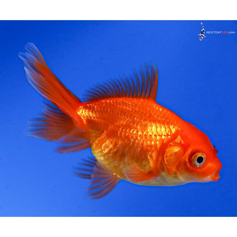 3” Imported Red Oranda