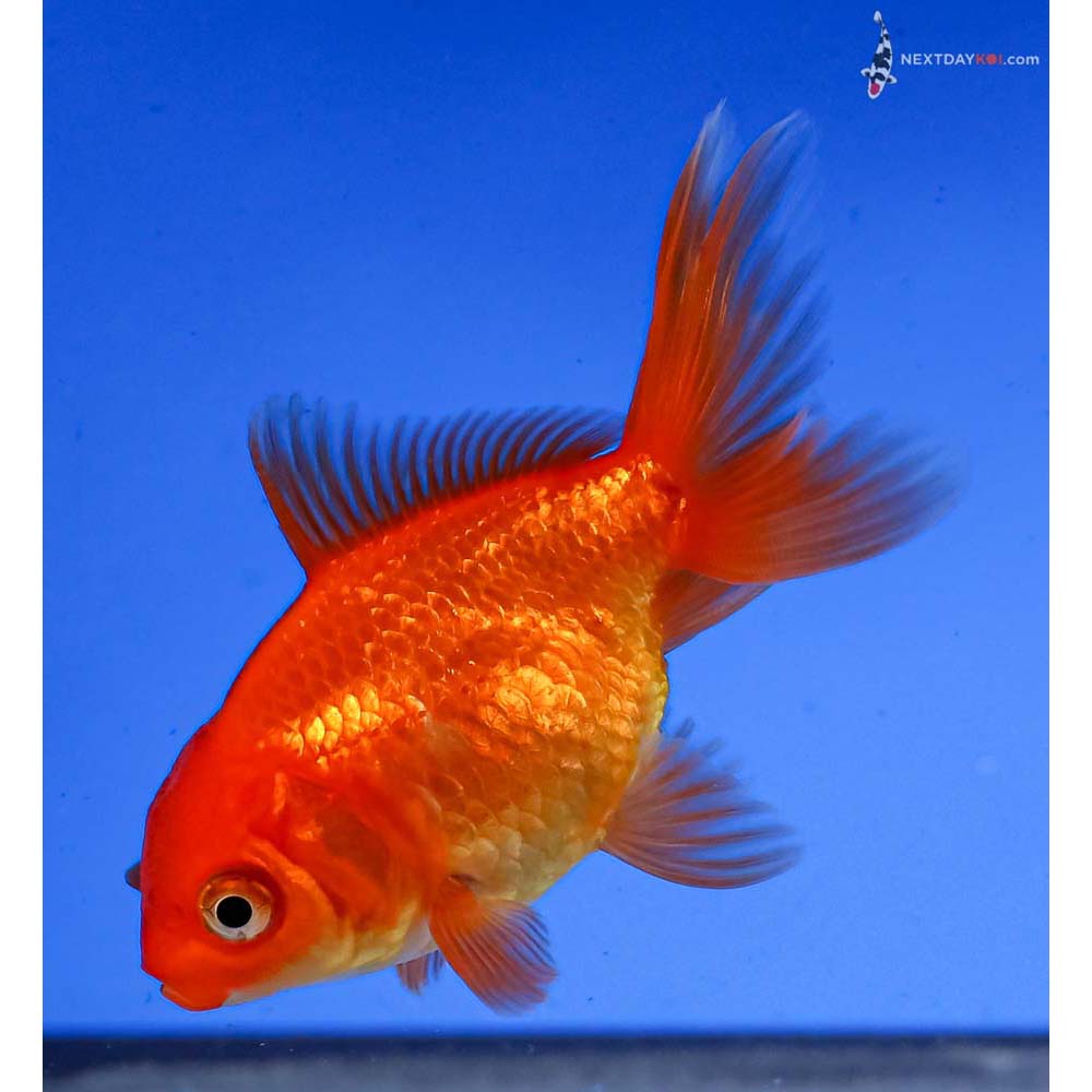 3” Imported Red Oranda