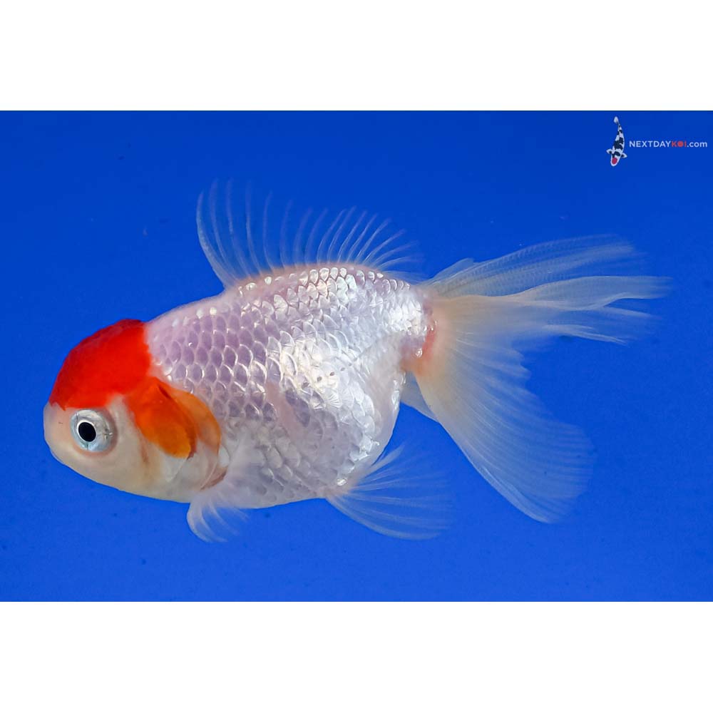 3” Imported Redcap Oranda