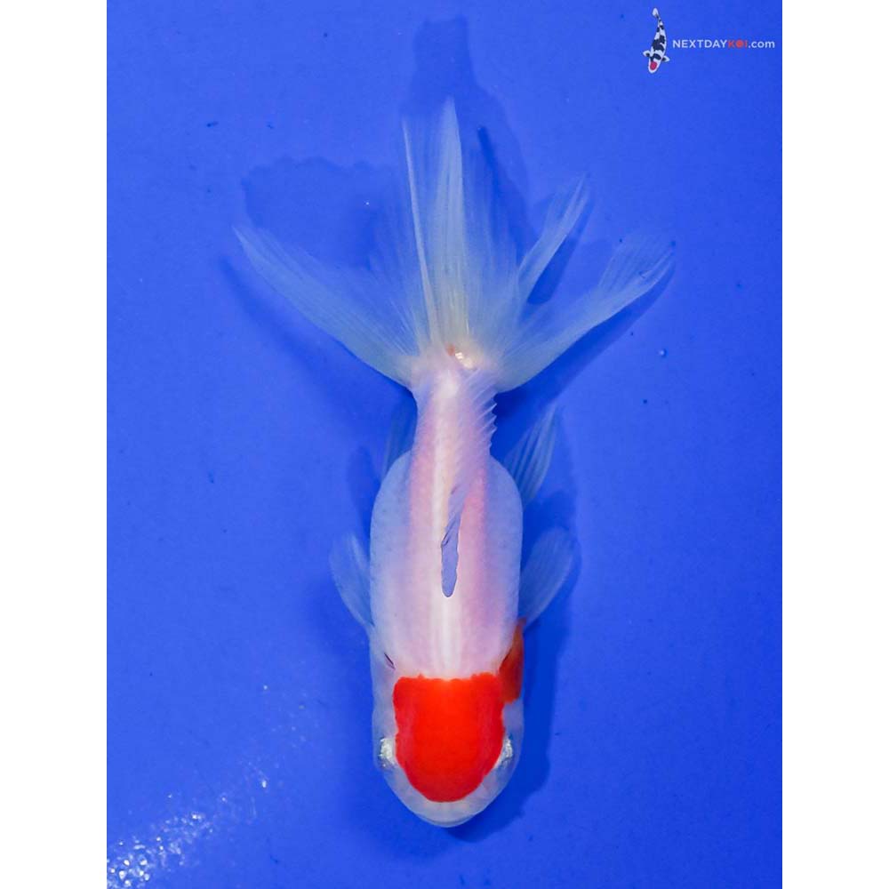 3” Imported Redcap Oranda