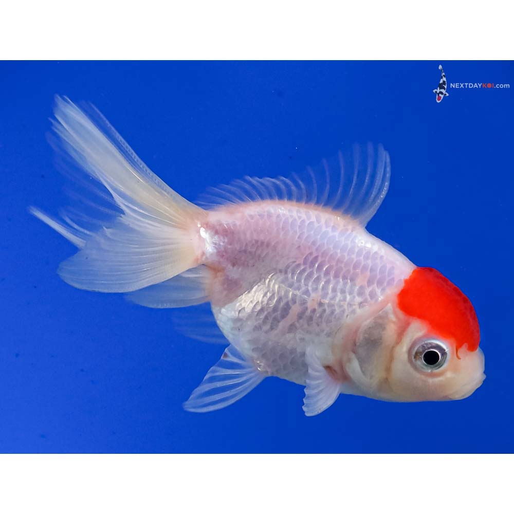 3” Imported Redcap Oranda