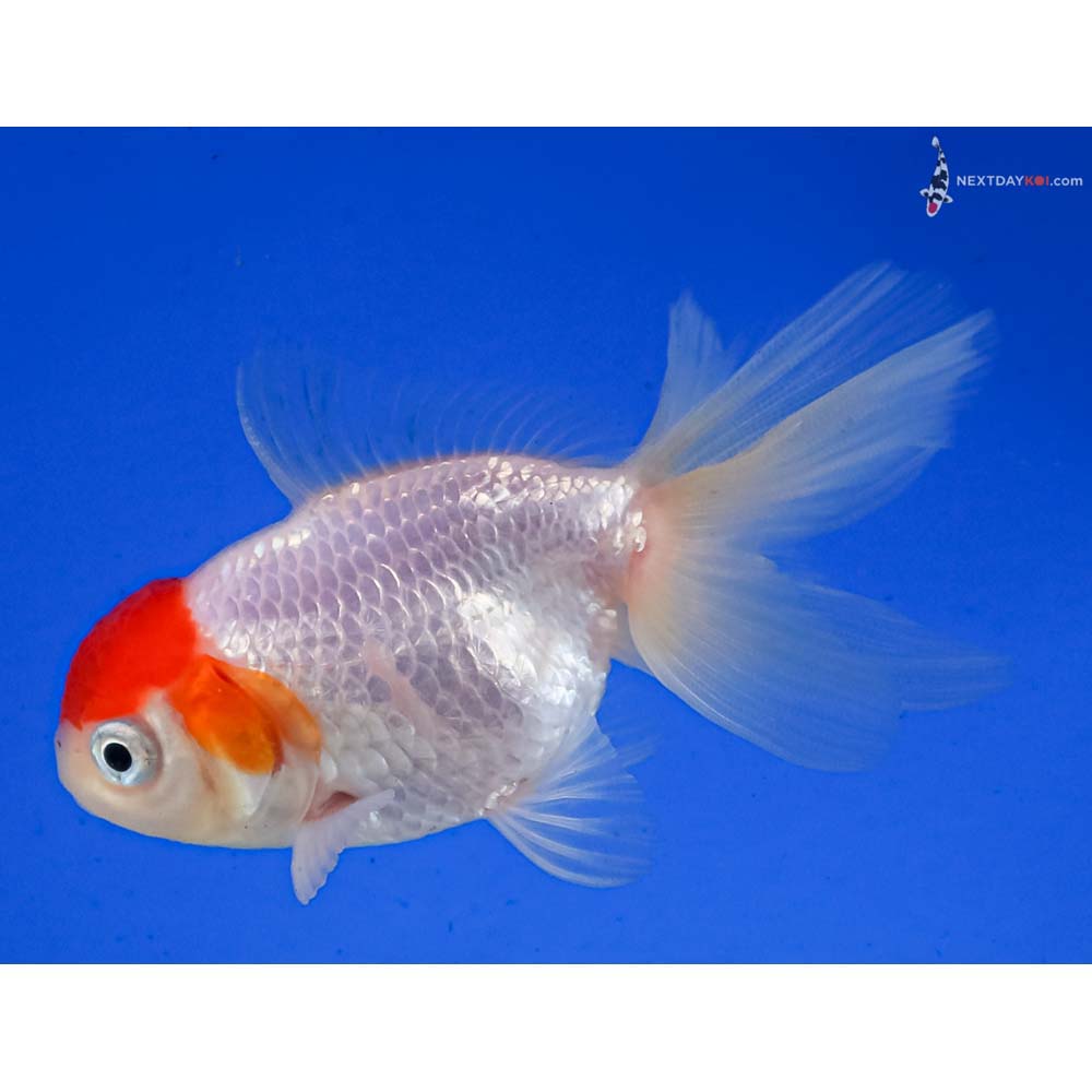 3” Imported Redcap Oranda