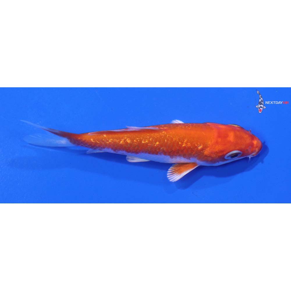 3” Imported Gin Rin Hariwake