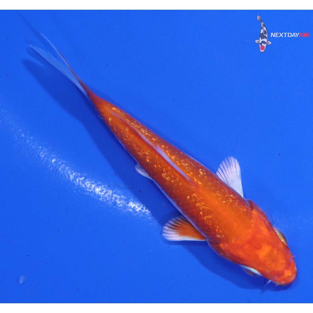 3” Imported Gin Rin Hariwake