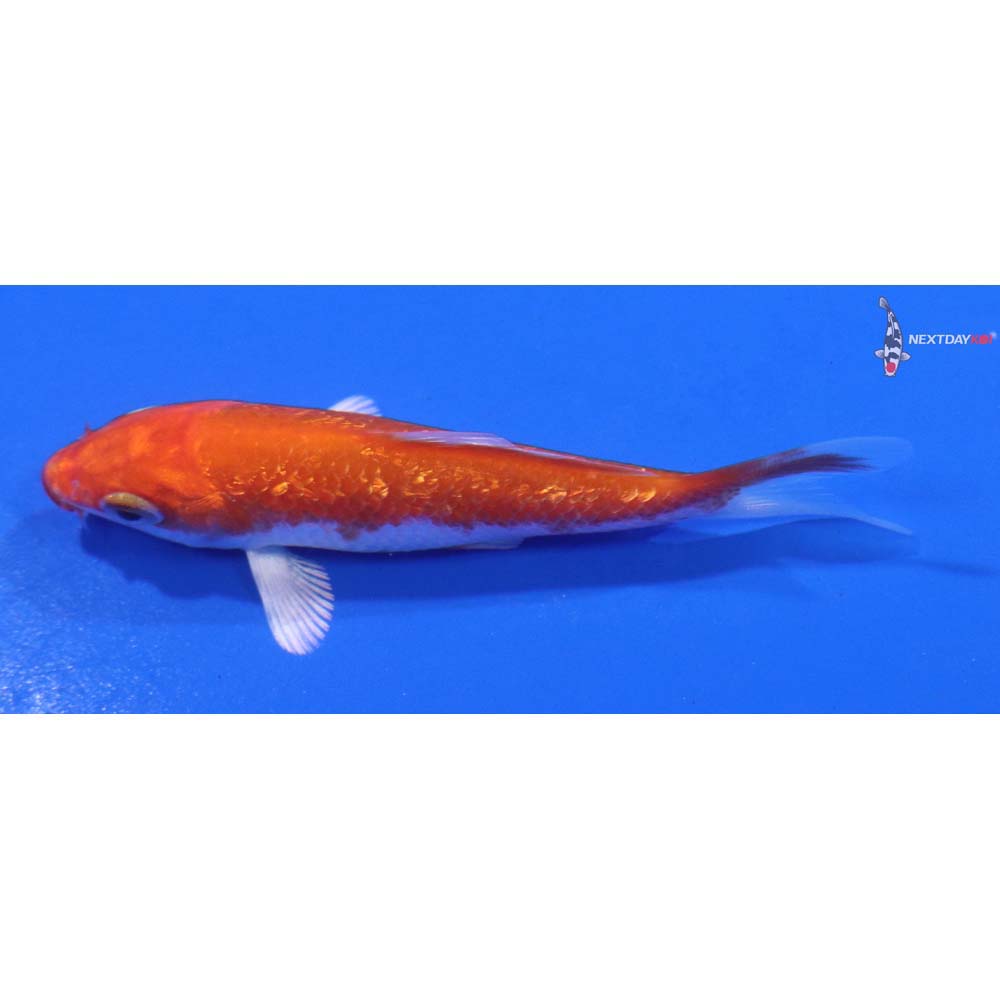 3” Imported Gin Rin Hariwake