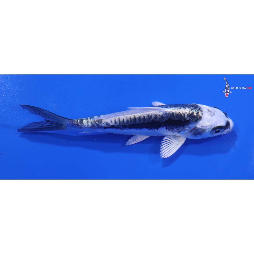 3.5” Imported Kikokuryu