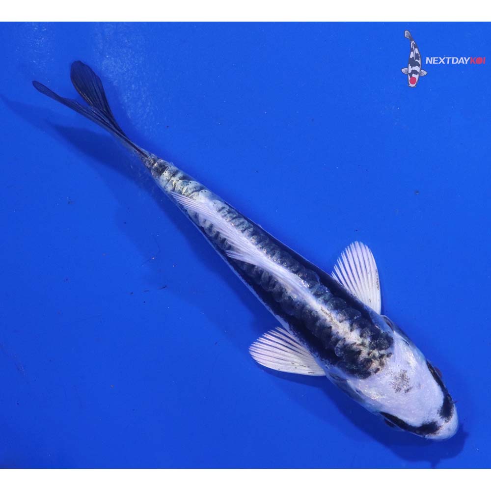 3.5” Imported Kikokuryu