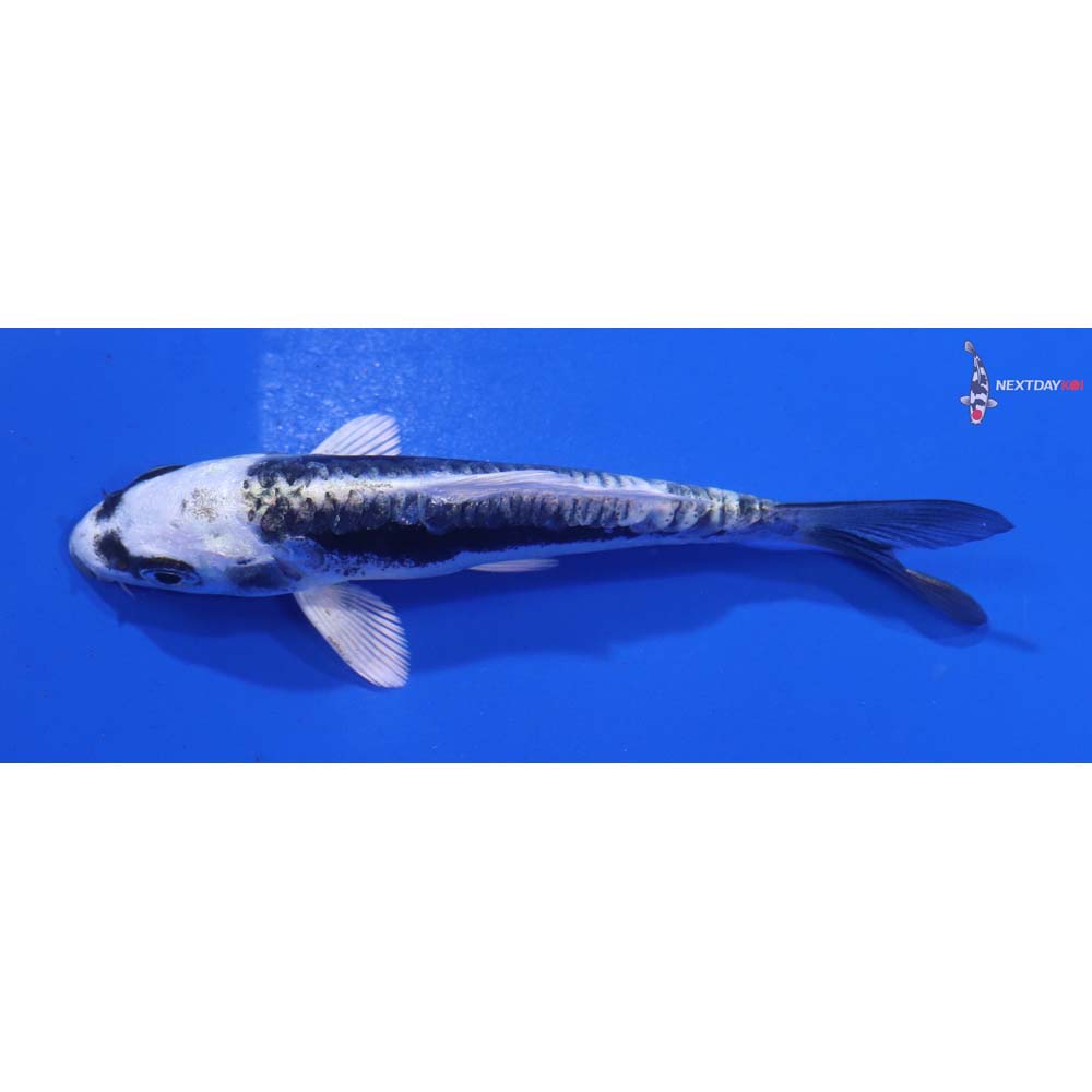3.5” Imported Kikokuryu