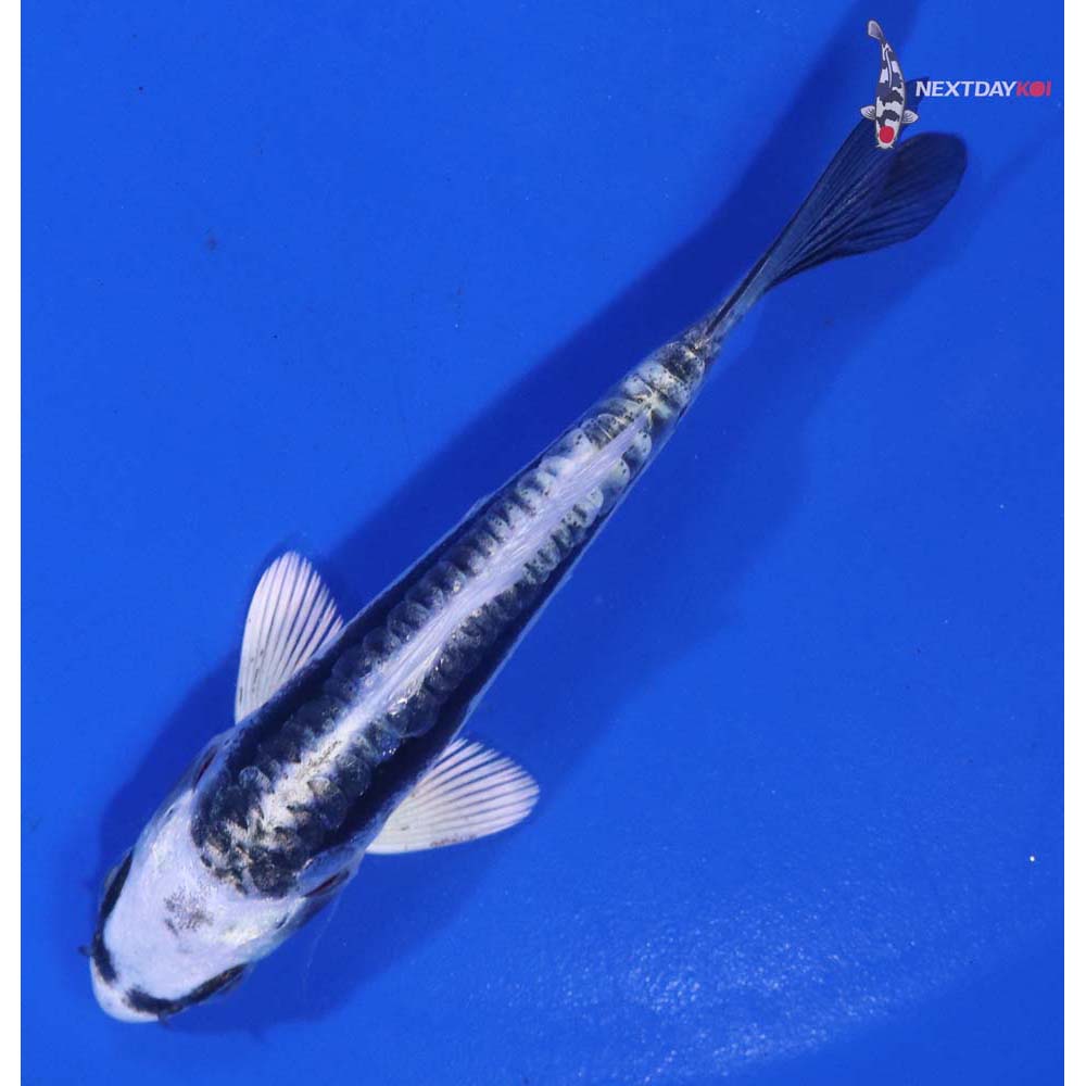 3.5” Imported Kikokuryu