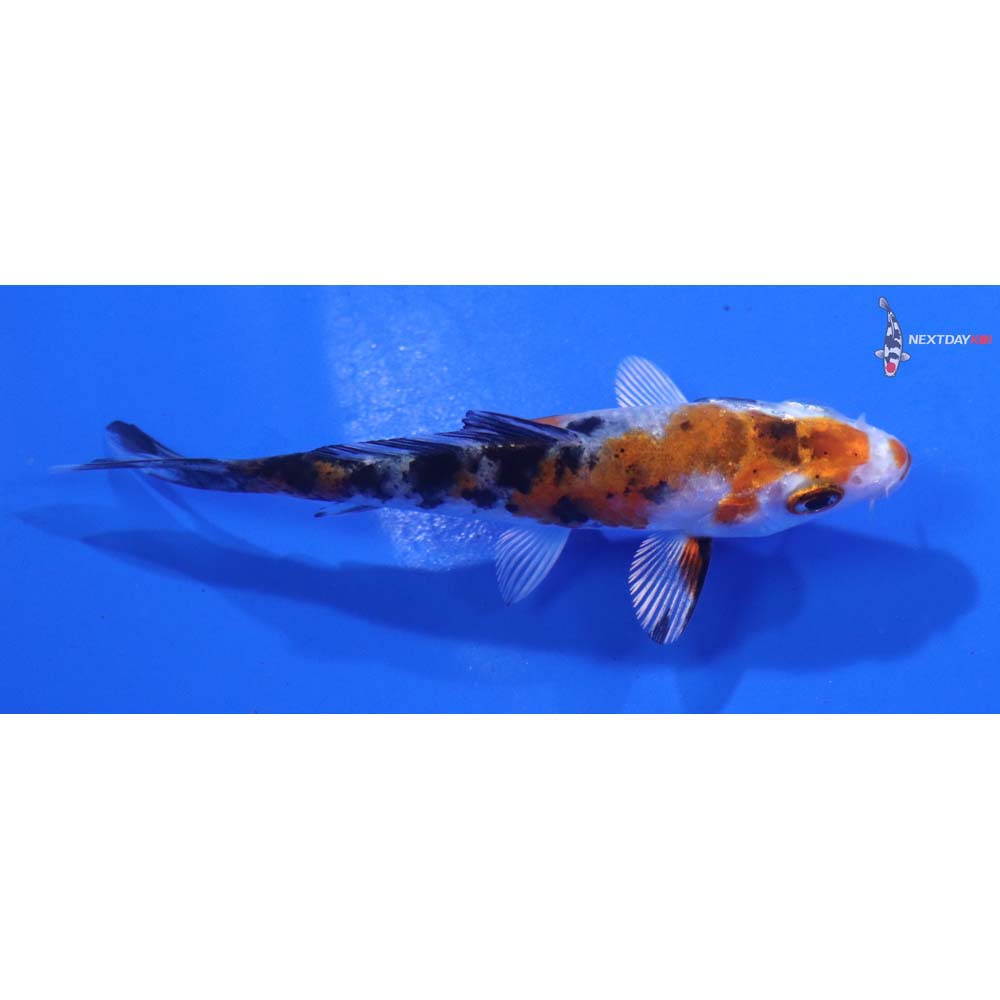 3” Imported Yamato Nishiki