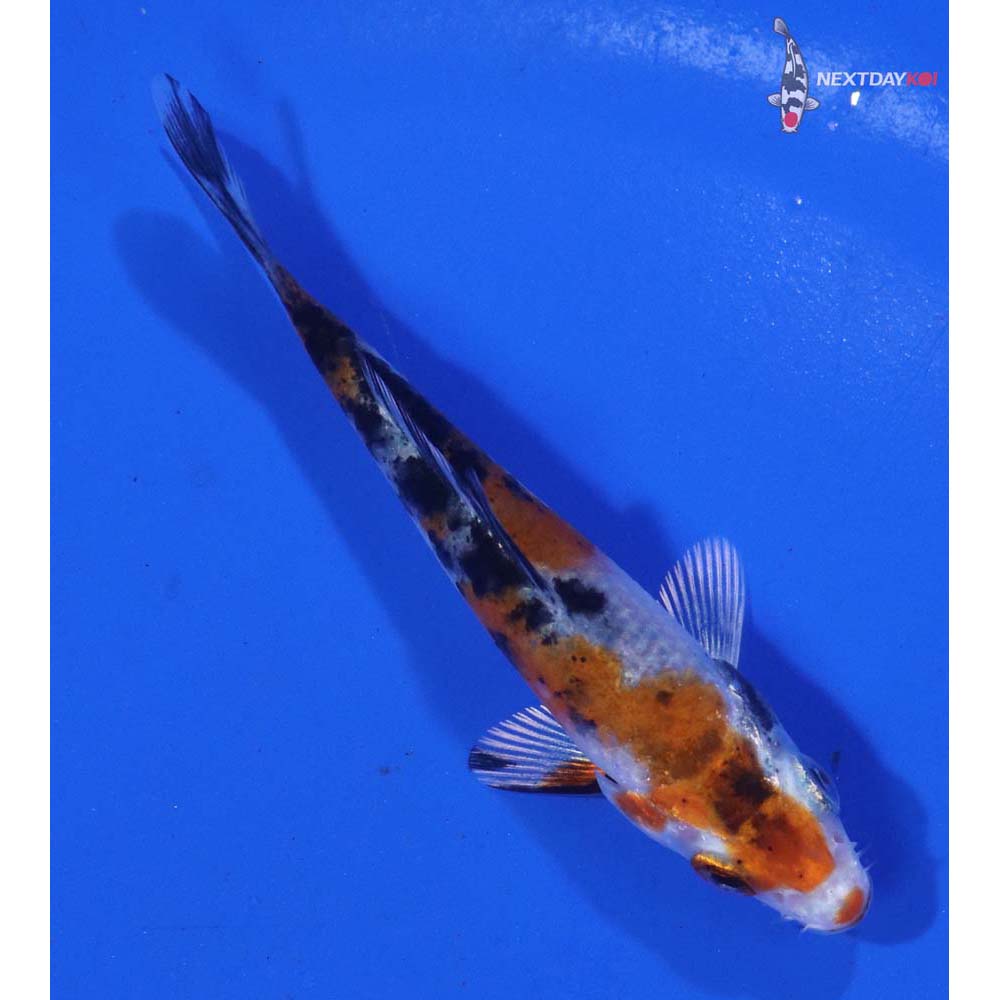 3” Imported Yamato Nishiki