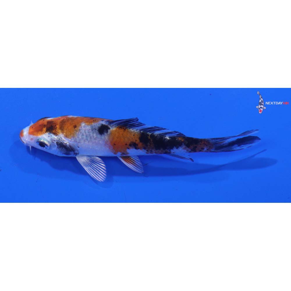 3” Imported Yamato Nishiki