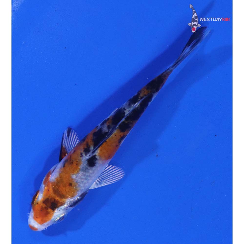 3” Imported Yamato Nishiki