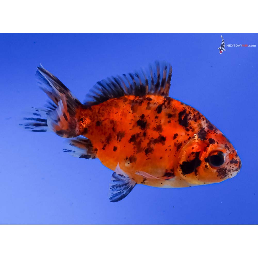 3.5” Imported Calico Fantail
