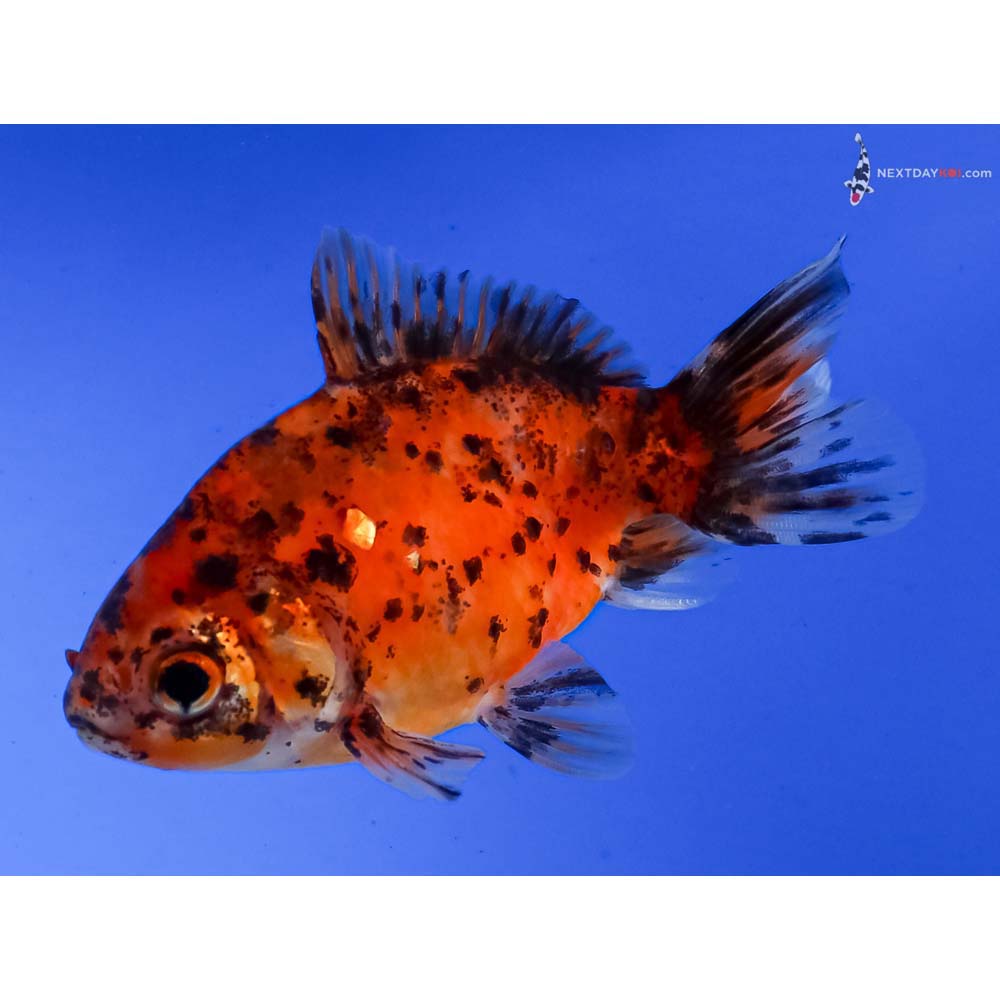 3.5” Imported Calico Fantail