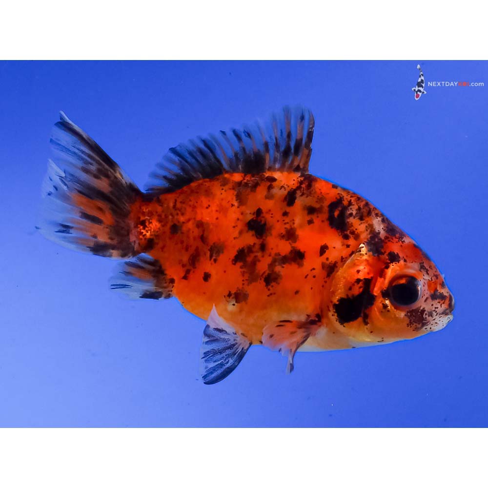 3.5” Imported Calico Fantail