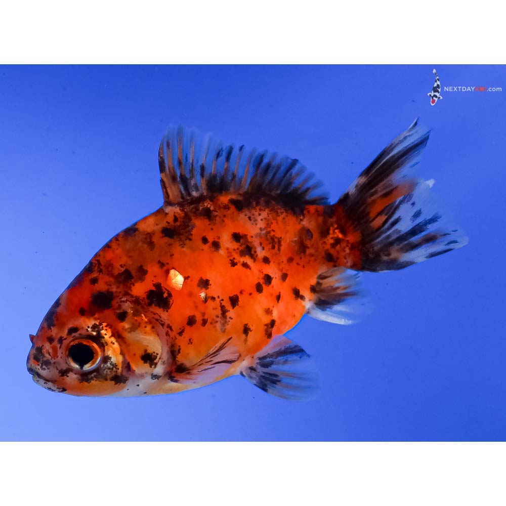 3.5” Imported Calico Fantail