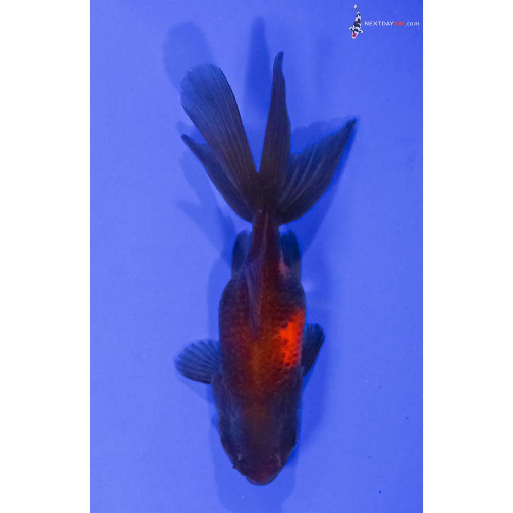 4” Imported Red and Black Fantail