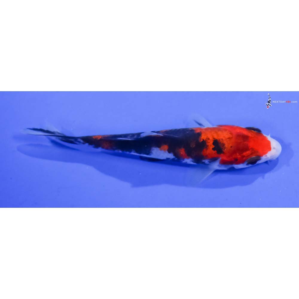 3.5” Imported Sanke