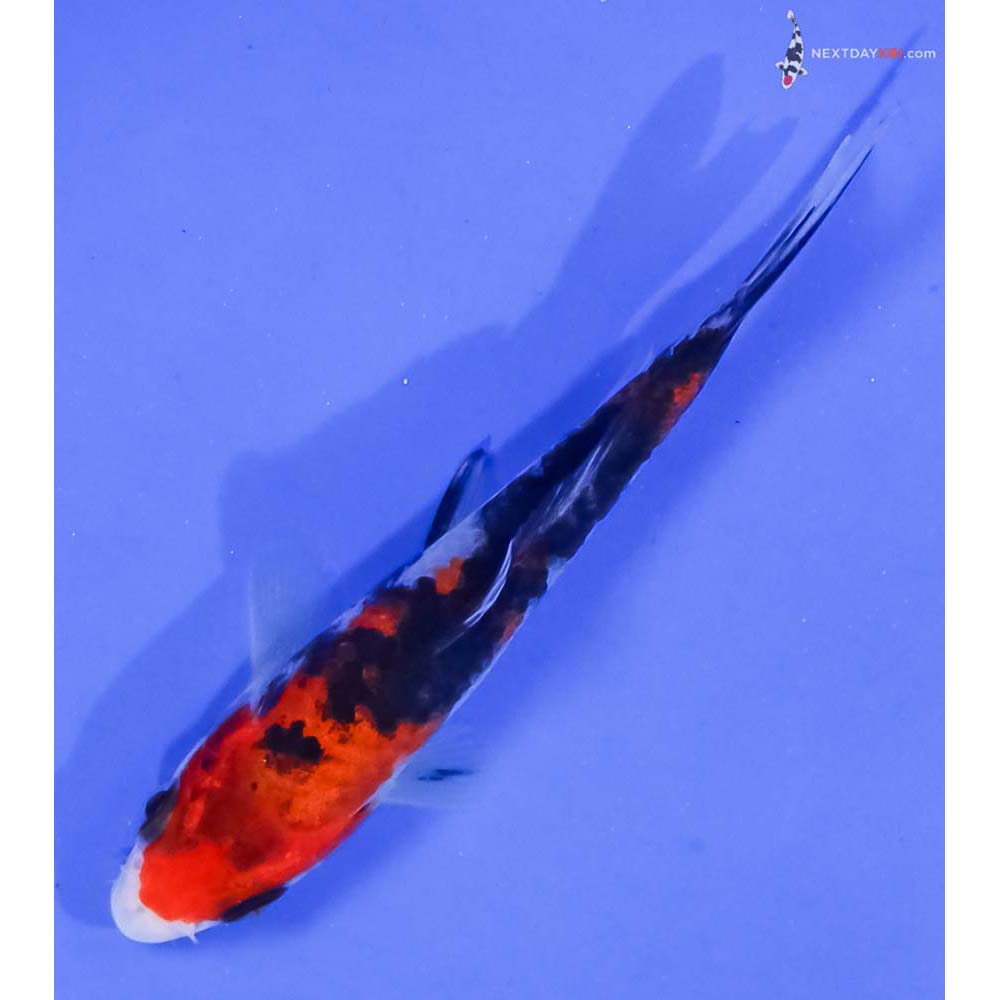 3.5” Imported Sanke