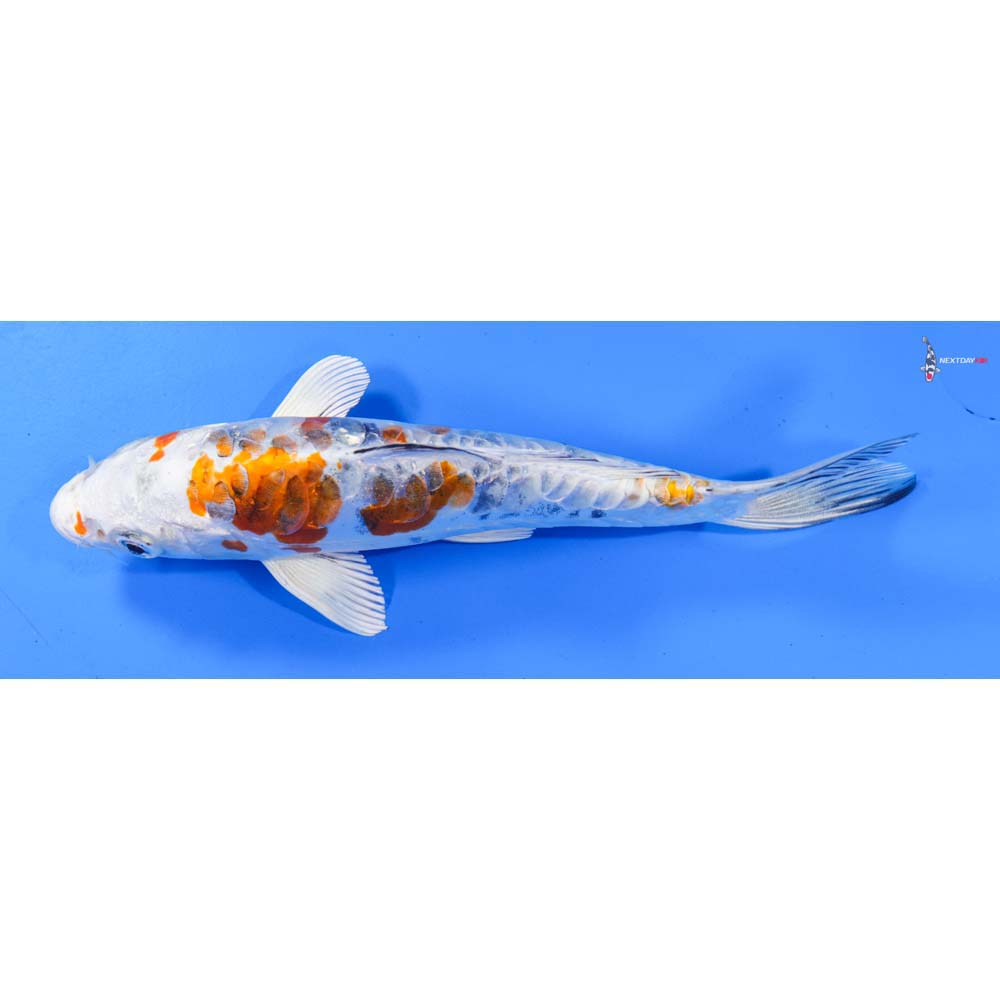 7” Imported Heisei Nishiki