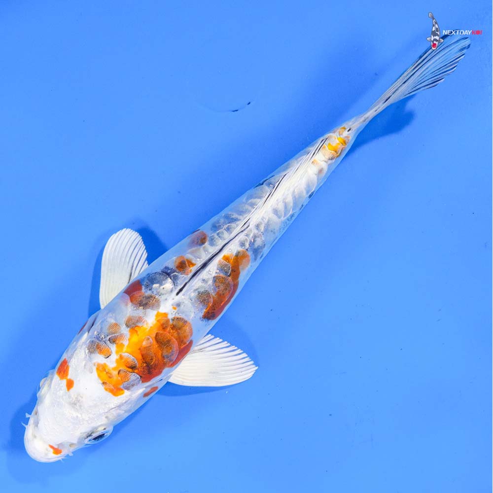 7” Imported Heisei Nishiki