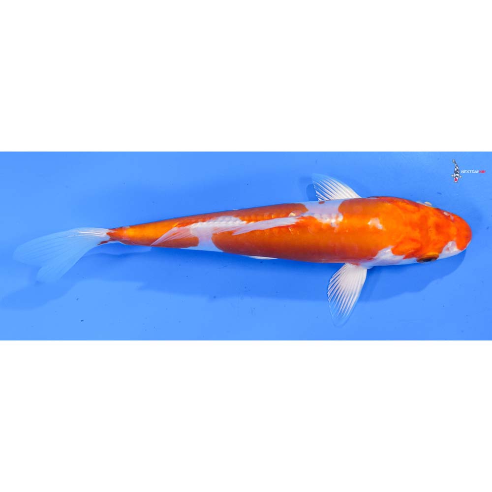 7.5” Imported Kikusui