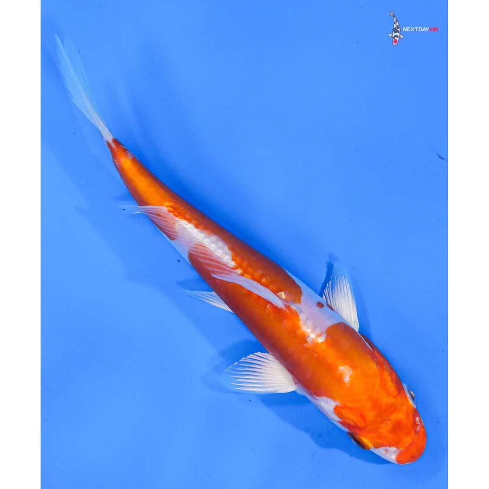7.5” Imported Kikusui