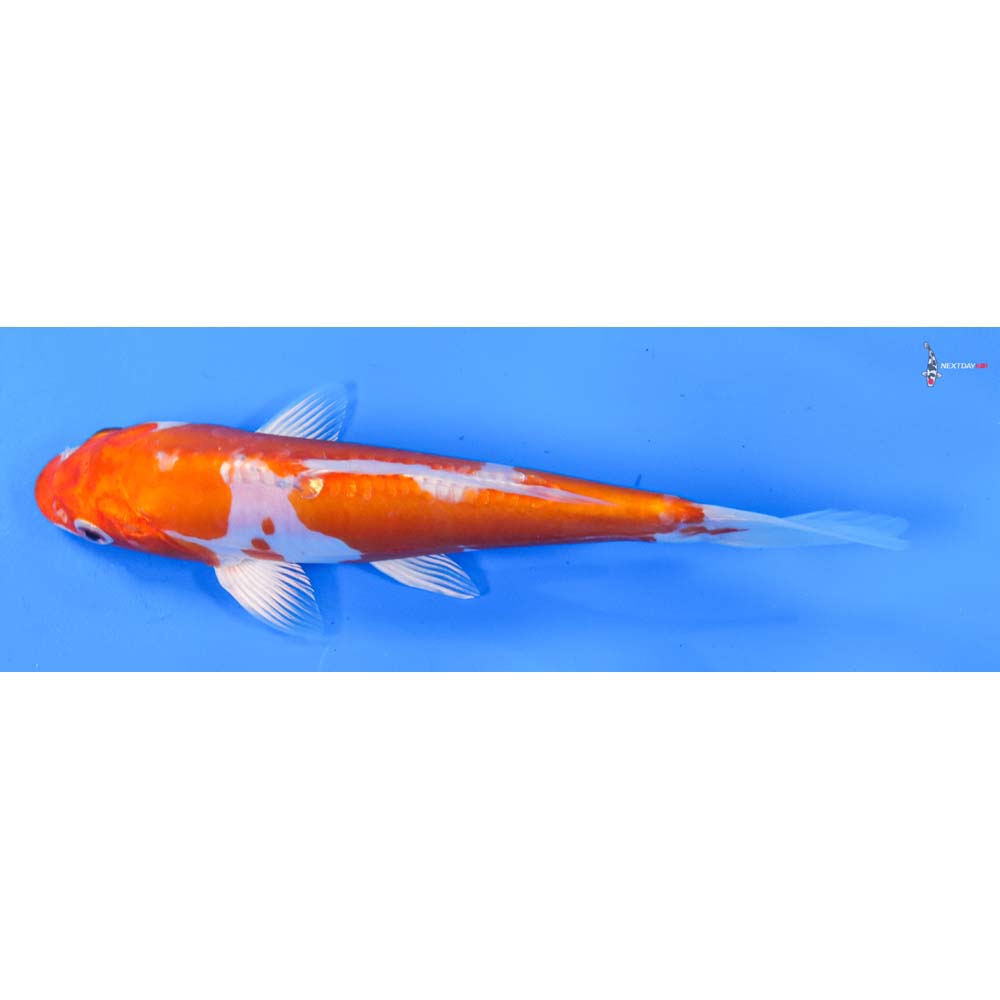 7.5” Imported Kikusui