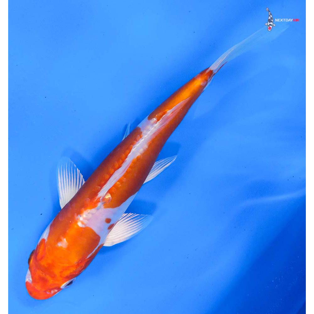 7.5” Imported Kikusui