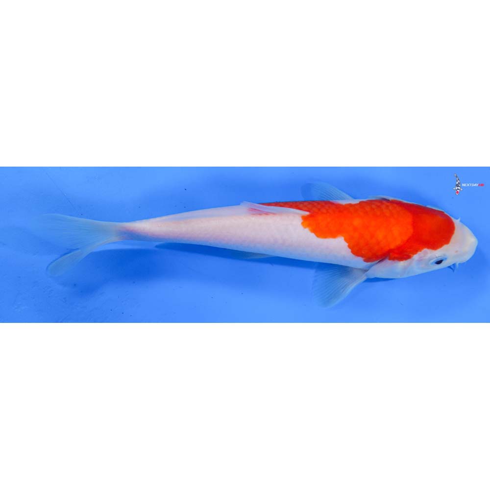 8” Imported Kohaku