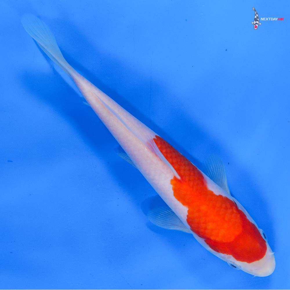 8” Imported Kohaku