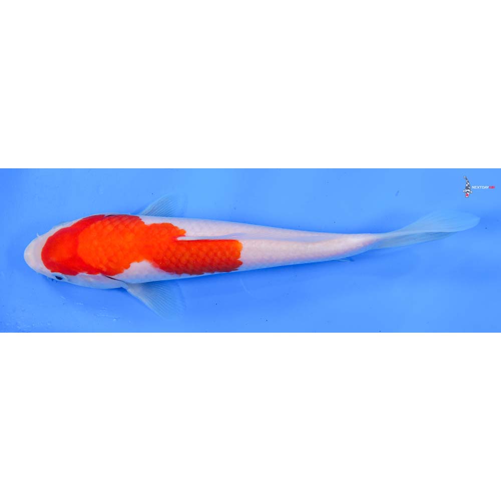 8” Imported Kohaku