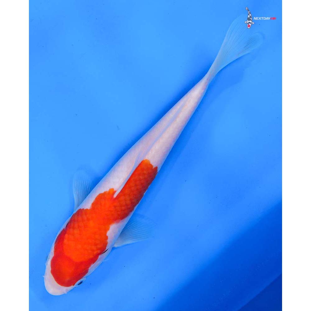 8” Imported Kohaku