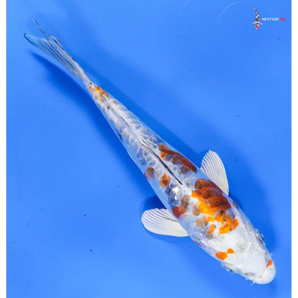 7” Imported Heisei Nishiki