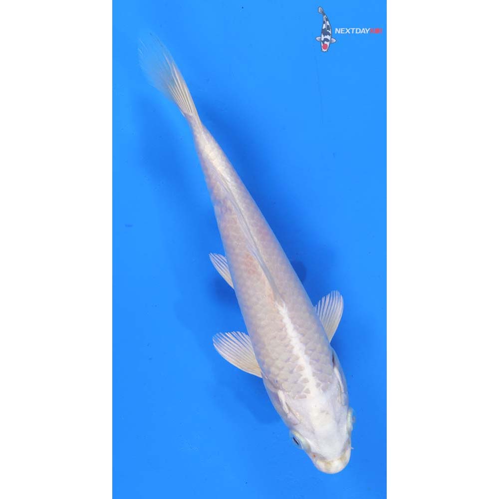 7” Imported Platinum Ogon