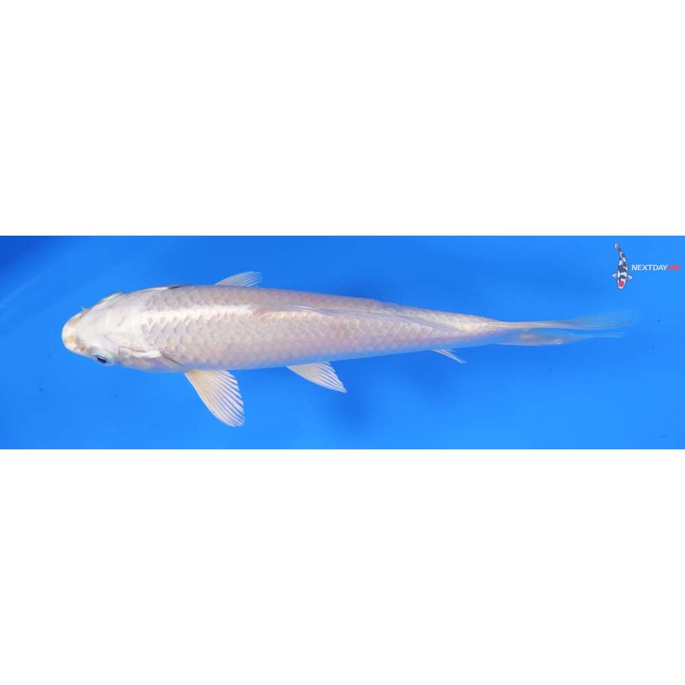 7” Imported Platinum Ogon