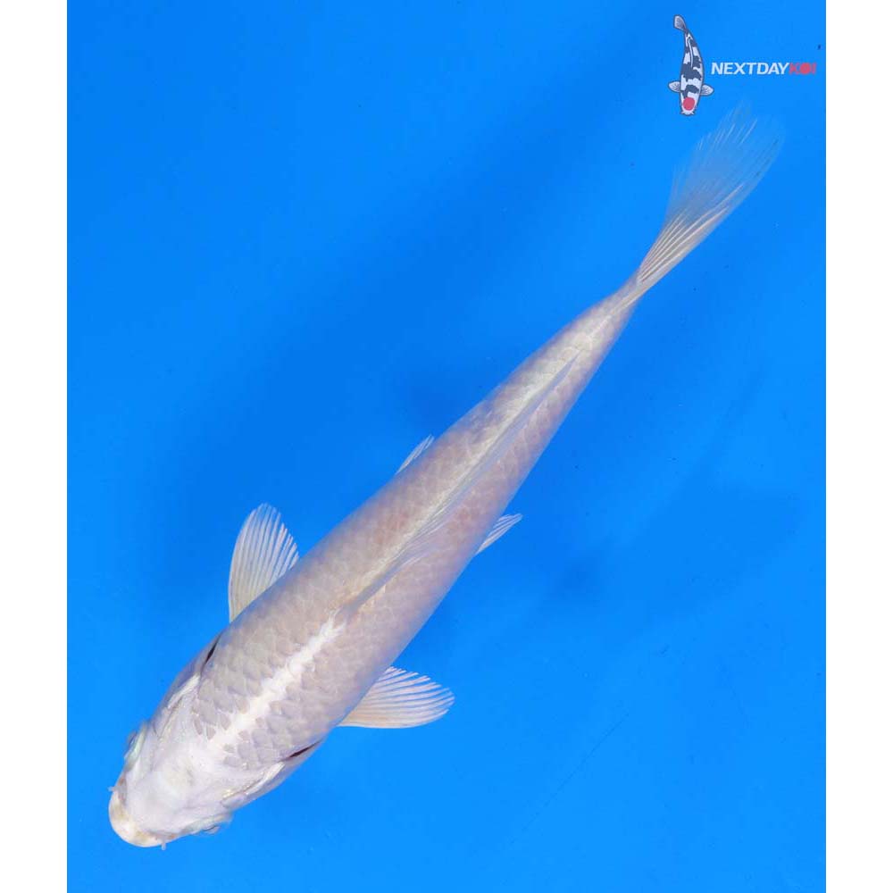7” Imported Platinum Ogon