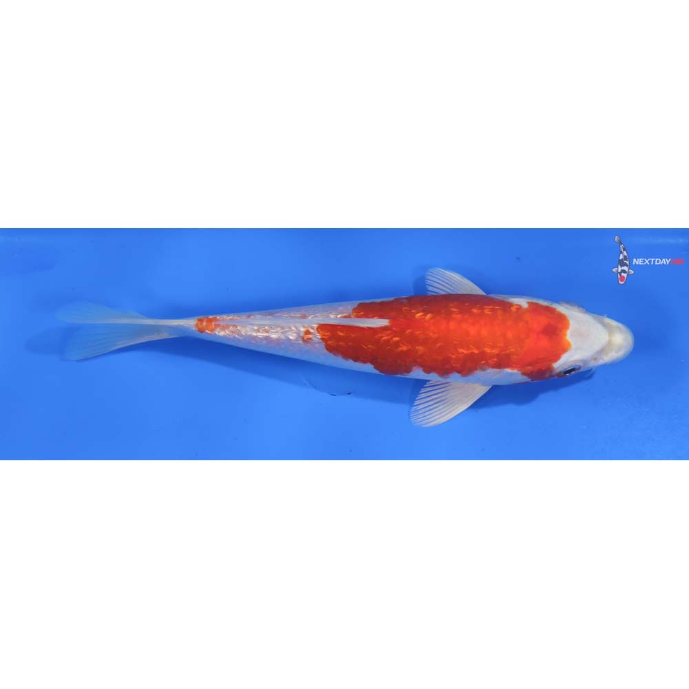7” Imported Gin Rin Hariwake