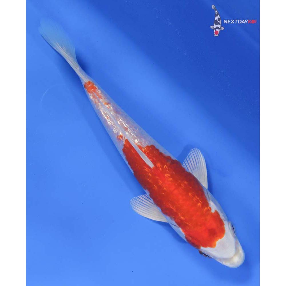 7” Imported Gin Rin Hariwake