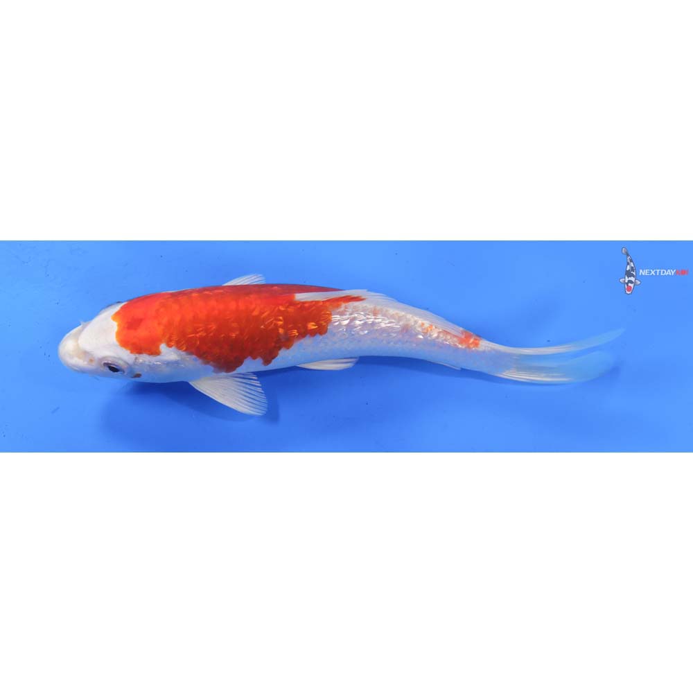 7” Imported Gin Rin Hariwake
