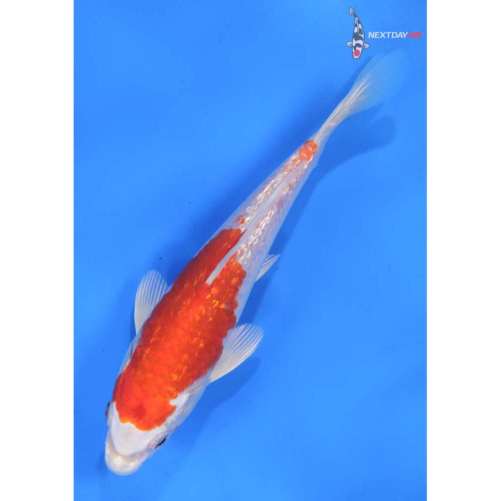 7” Imported Gin Rin Hariwake