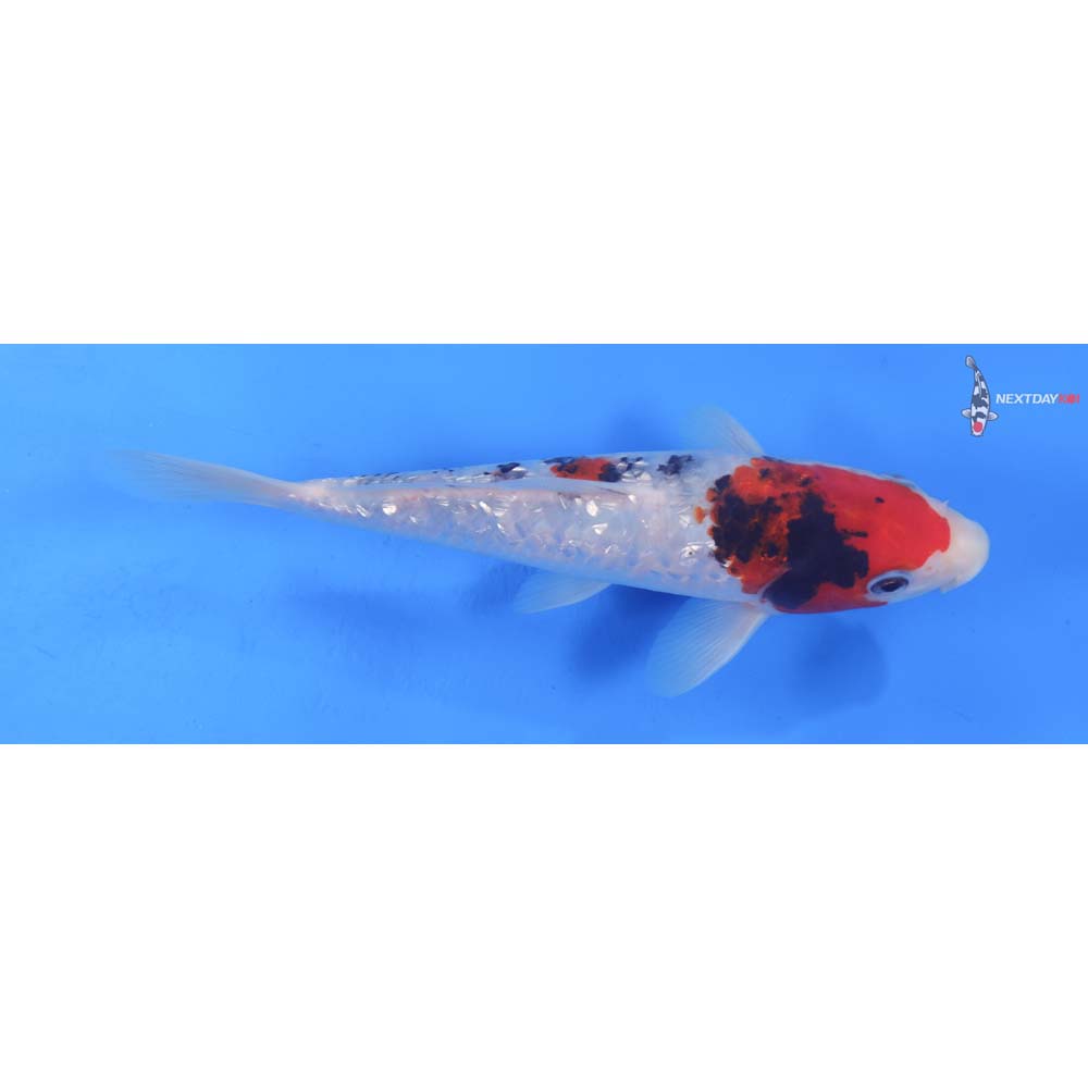 7.5” Imported Gin Rin Sanke