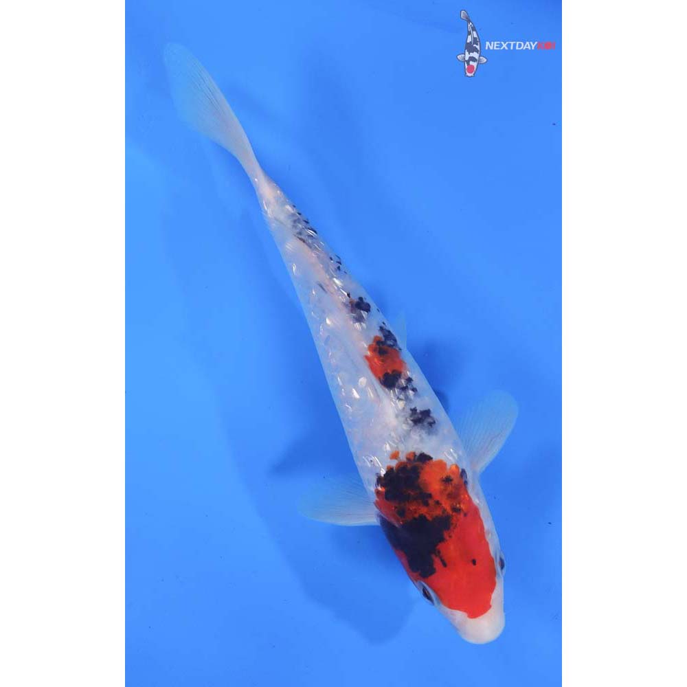 7.5” Imported Gin Rin Sanke