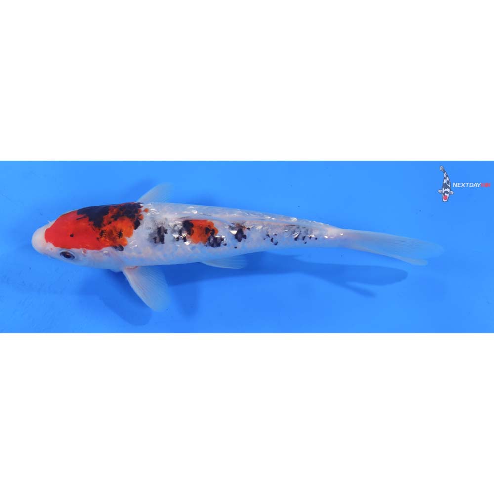 7.5” Imported Gin Rin Sanke