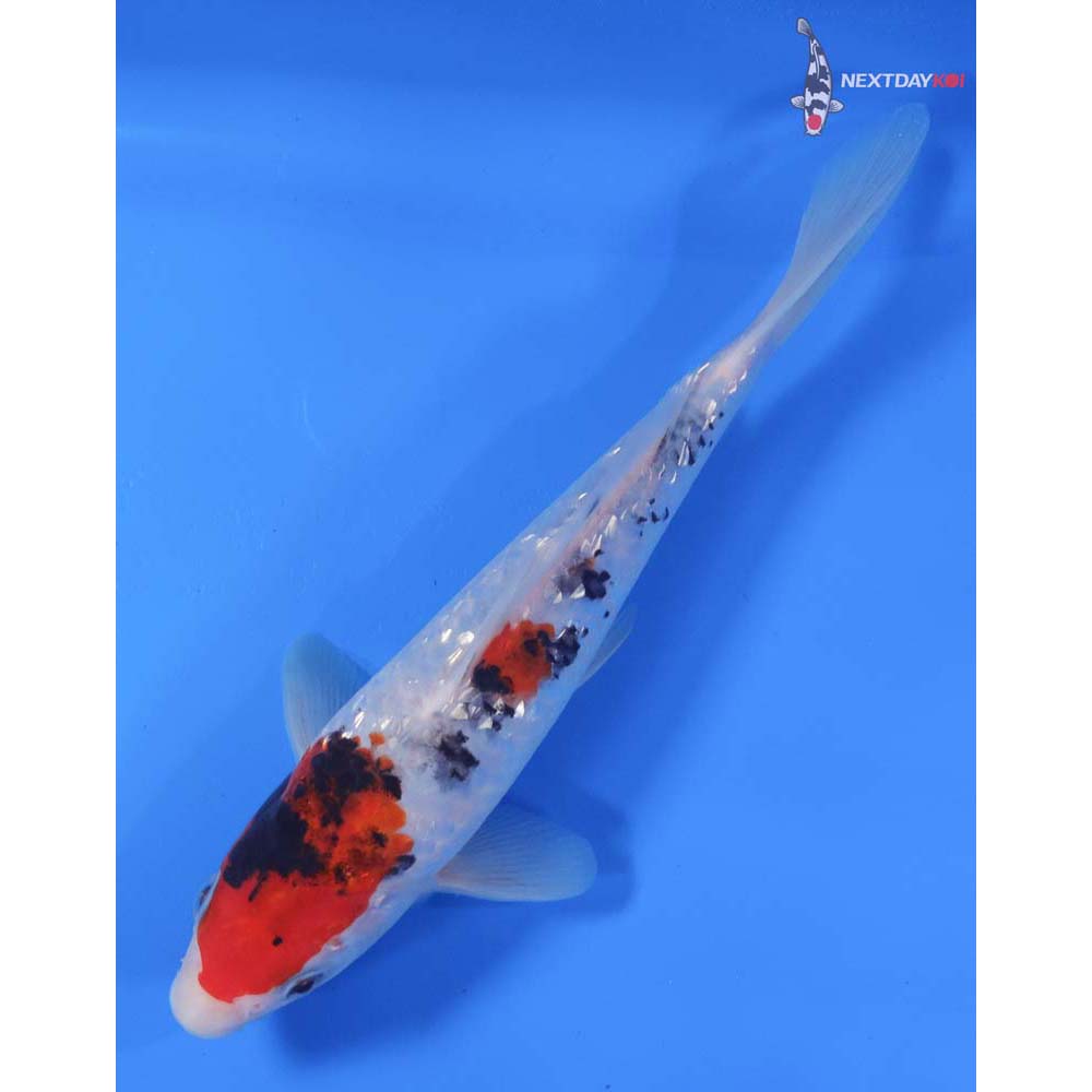 7.5” Imported Gin Rin Sanke